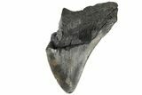 Partial Megalodon Tooth - South Carolina #183619-1
